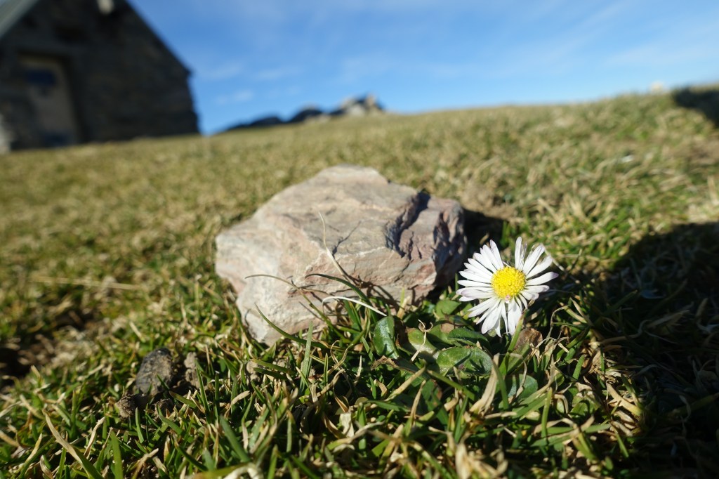Une pâquerette qui a oublié que, le 8 janvier c'est l'hiver !